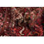 Vegetable Dye Traditional Area Rug 10x13