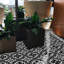 Temara 8 in. x 8 in. Honed Tile-36932867