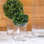 Topiaire buis ball plante-837145907