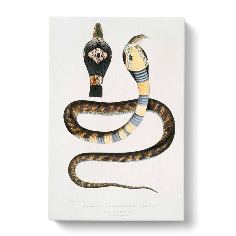 Banded Cobra Capella Snake by John Edward Gray - Wrapped Canvas, 50cm H x 35cm W x 3cm D