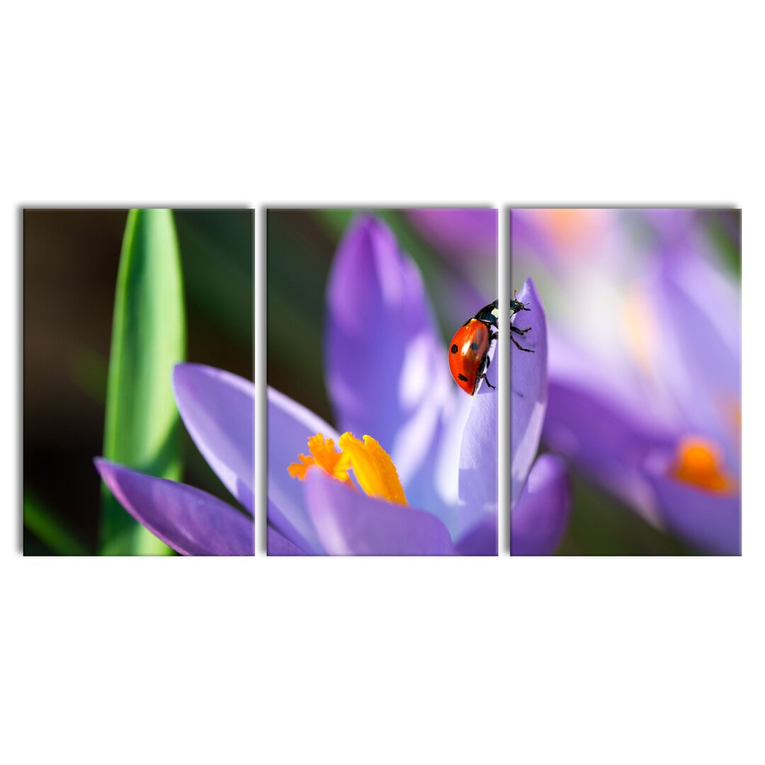 3-tlg. Leinwandbilder-Set Krokussblüte mit Marienkäfer in Lila