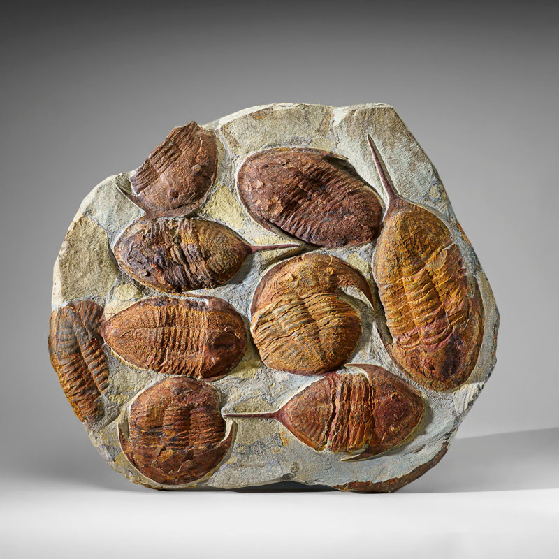 Genuine Cluster Trilobite (Ptychopariida) Fossil On Matrix