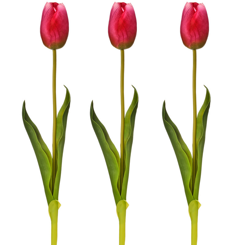 Tulipe Holland 23 "Just Cut, Mauve