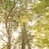 Image Brush Gel selected