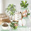 Arrangement-545674979
