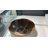 Glass Top Single Coffee Table