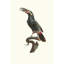 Aracari à collier de la Guyane. (1806)-1573191752