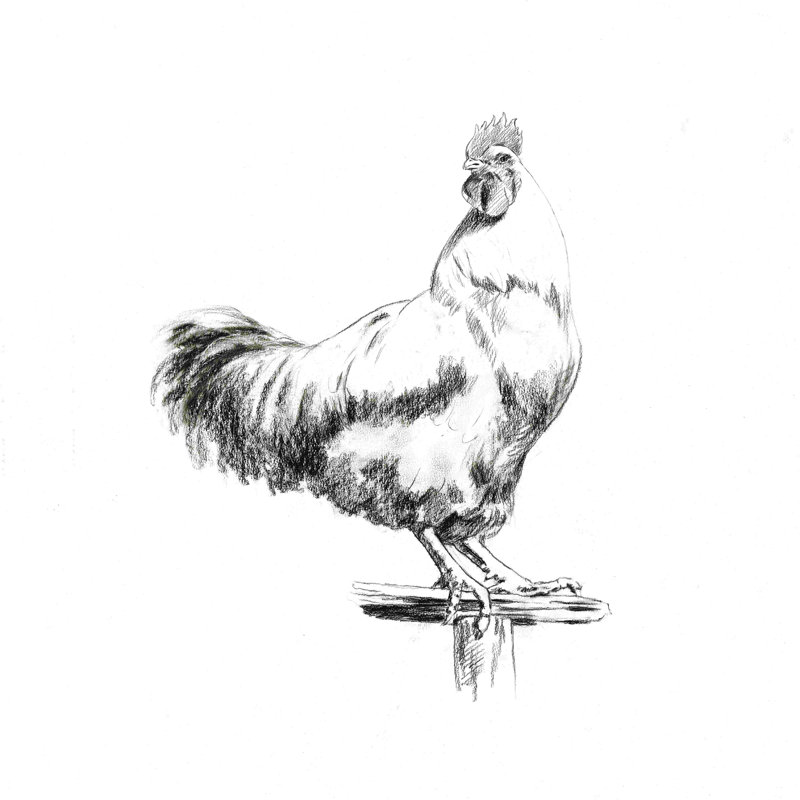 Croquis de coq, H 36 po x l 36 po