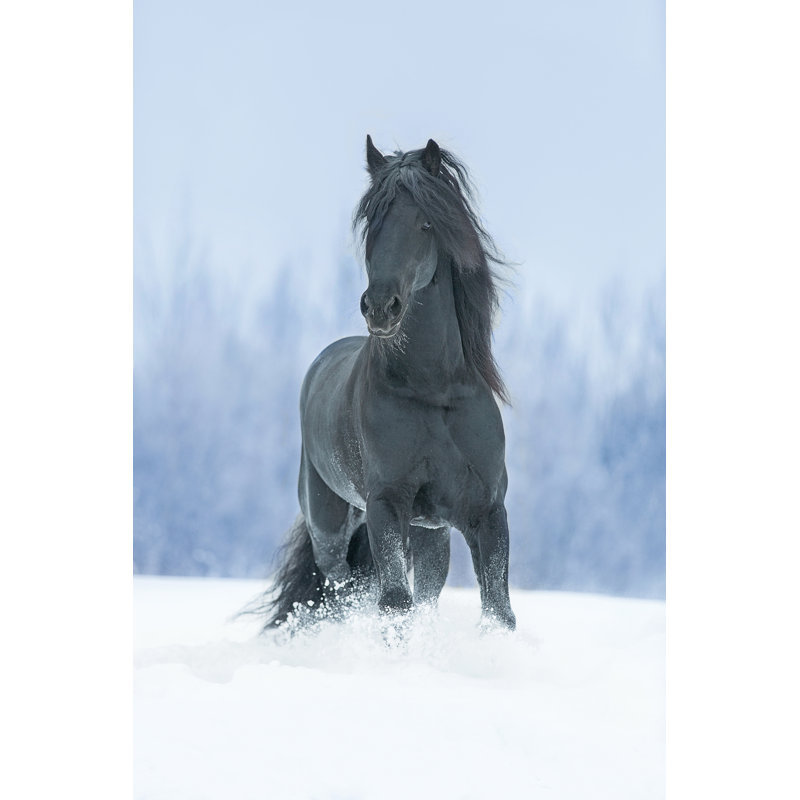 Black Stallion by Asyapozniak - Wrapped Canvas Print, 45.72cm H x 30.48cm W