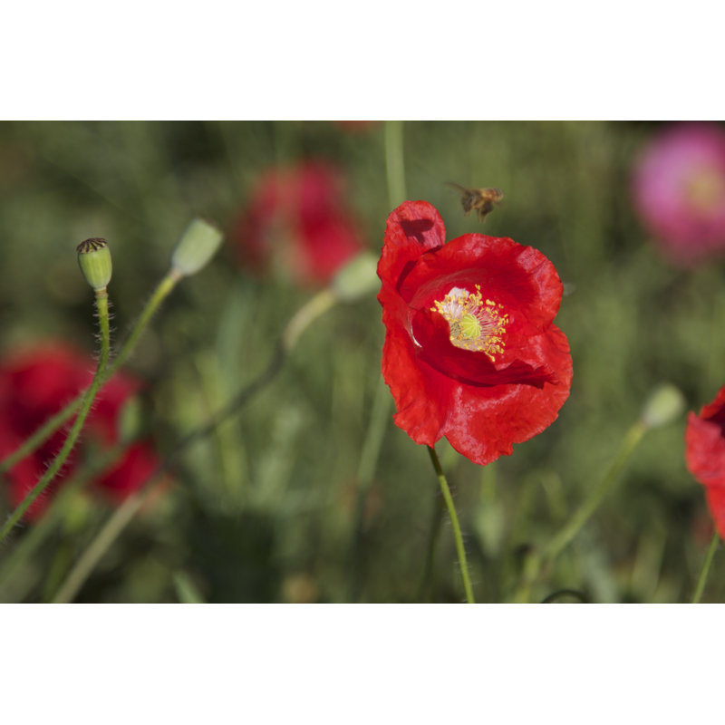 Coquelicot et abeille par Momorad, H 32 po x l 48 po