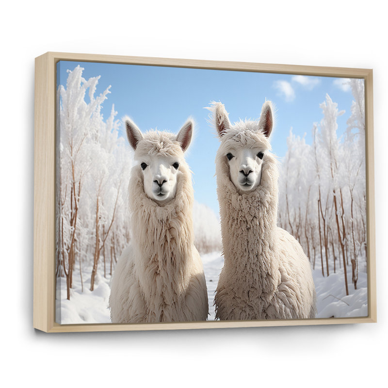 Alpagas Graceful Alpacas III - impression, H 34 po x l 44 po x P 1,5 po, Cadre naturel flottant