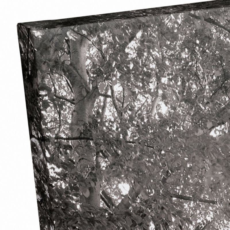 " Black And White Tree Path "