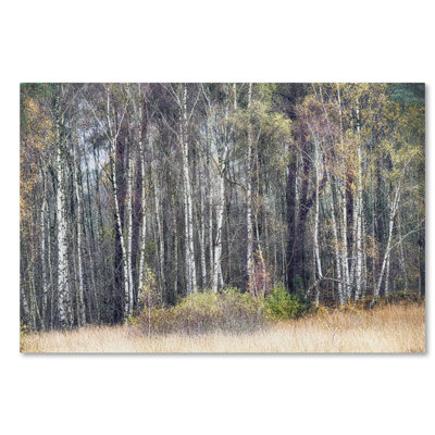 « birches », reproduction de photo sur toile tendue