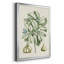 Buchoz Tropicals IX-88436896-88436900
