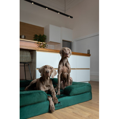Lit pour chien géant Noah & Paw XXL, lits orthopédiques pour chien, mousse viscoélastique infusée de gel rafraîchissant, housse intérieure, imperméable, lavable à la machine (collection de canapé en velours)