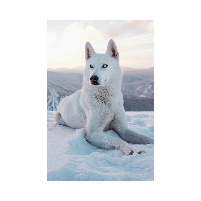 Snow Dog I by Nikita Abakumov - Wrapped Canvas Print, 30.48 cm H x 45.72 cm W