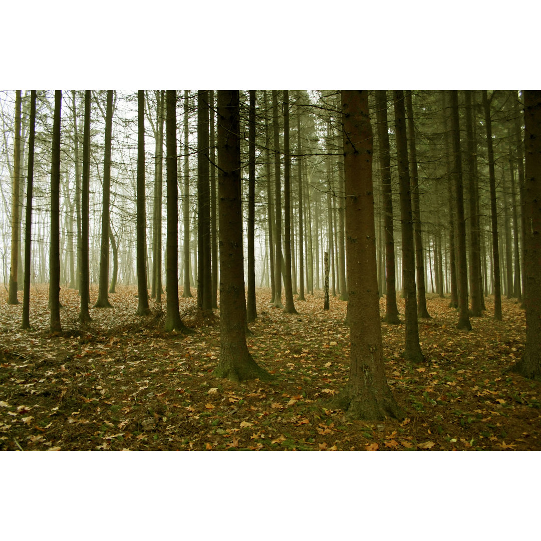 Nebliger Wald von Macroworld - Druck auf Leinwand ohne Rahmen