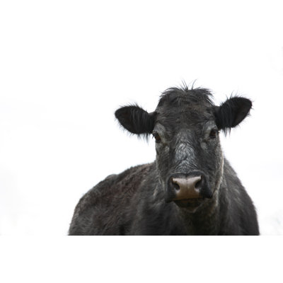 Cow Angus Cattle by Codyphotography
