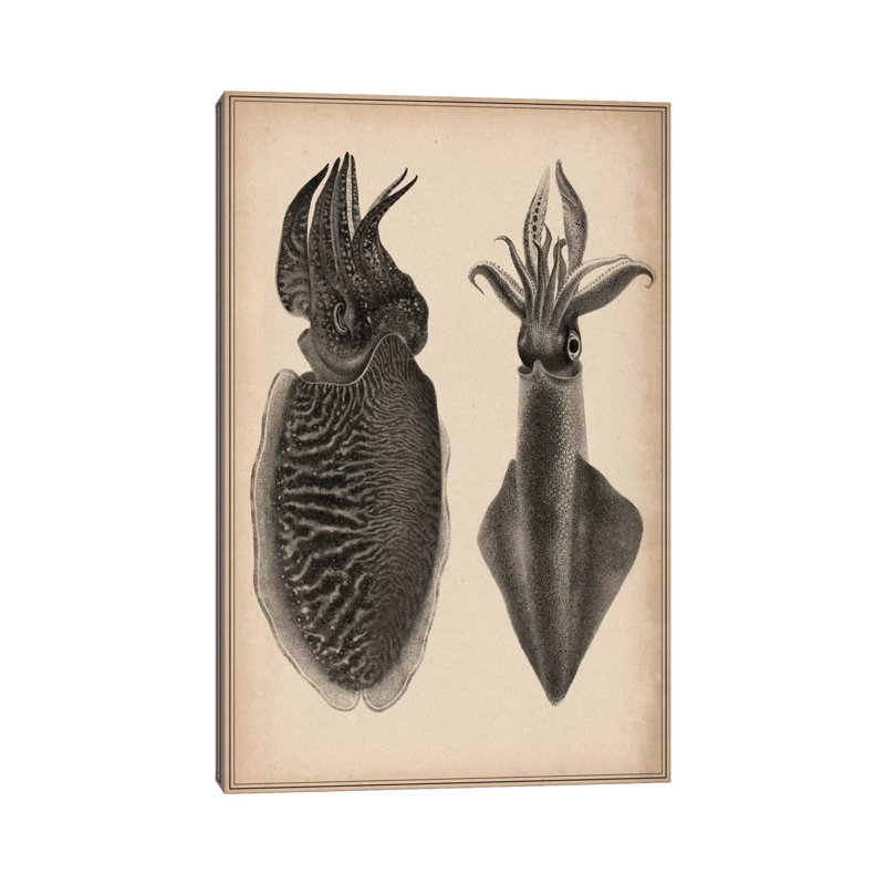Octopus Squid Scientific by Unknown Artist - Wrapped Canvas Print, 20.32 cm H x 30.48 cm W