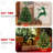 Spruce Christmas Tree
