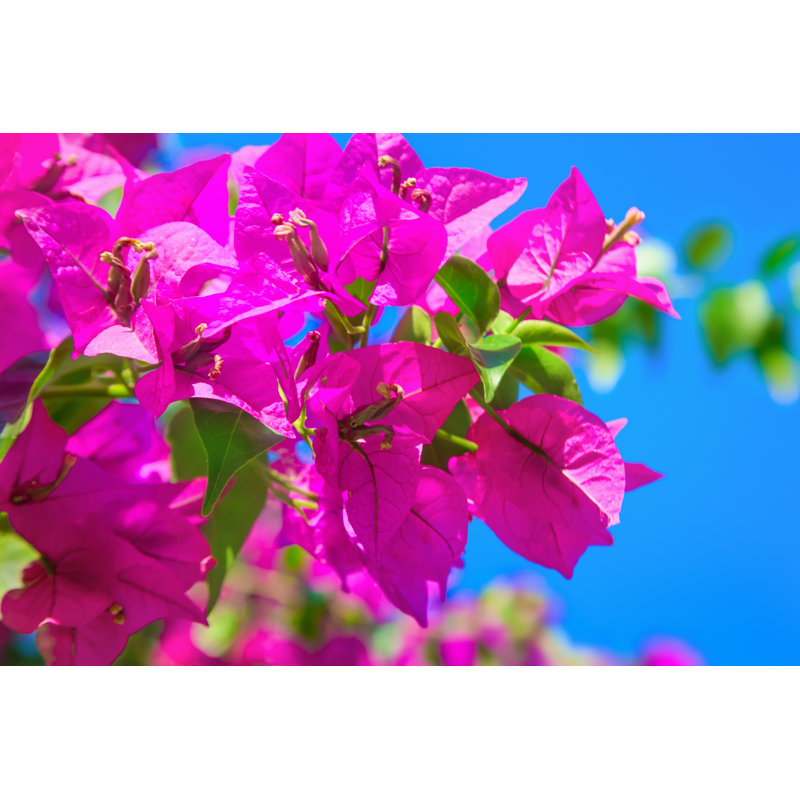 Bougainvillea Flowers - Wrapped Canvas Print, 81cm H x 122cm W