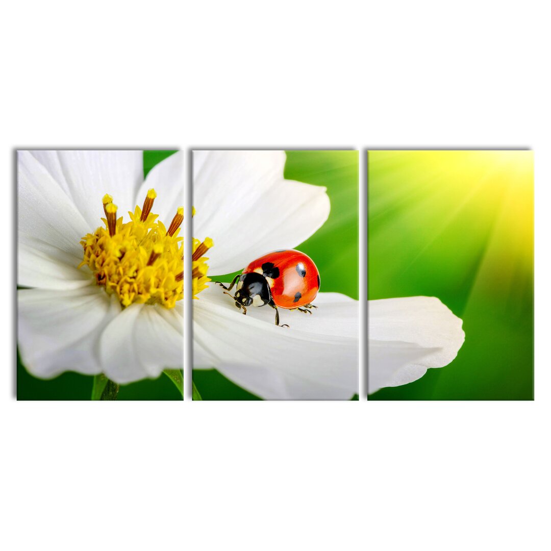 3-tlg. Leinwandbilder-Set Ladybird on a White Flower