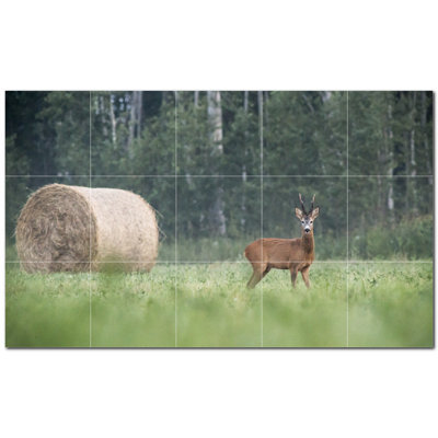 Cerf photo 6 x 6