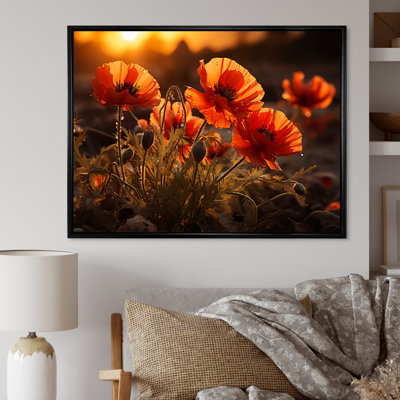 Coucher de soleil coquelicots dans la prairie