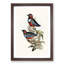 Macklots Pitta Birds by Elizabeth Gould - Framed Print-55577337-55577335