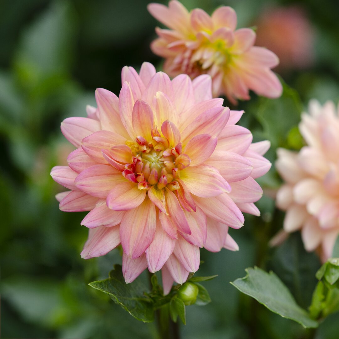 Leinwandbild Cropped Garden Flowers III von Laura Denardo