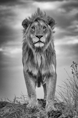 Wrapped Canvas Print, 91.44 cm H x 60.96 cm W