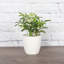 Live Arboricola Plant in Classic Pot-49662226