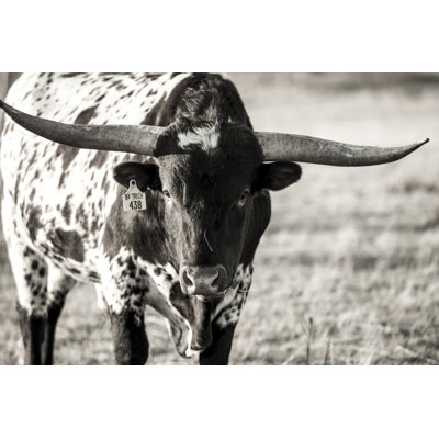 " Longhorn Portrait " by Tyler Stockton