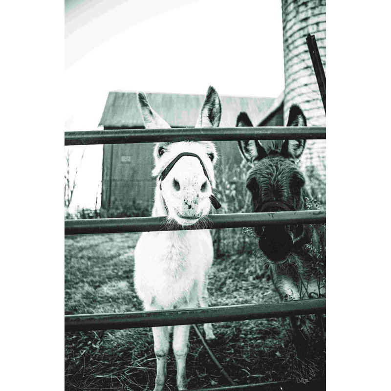 Donkeys, L 32 po x H 48 po