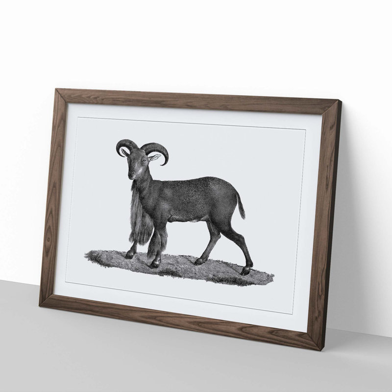 Goat Illustration - Picture Frame Drawing Print, 36cm H x 48cm W x 2cm D, Walnut Framed