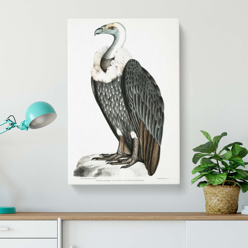 White-backed Vulture by John Edward Gray - Wrapped Canvas Painting, 76cm H x 50cm W x 3cm D