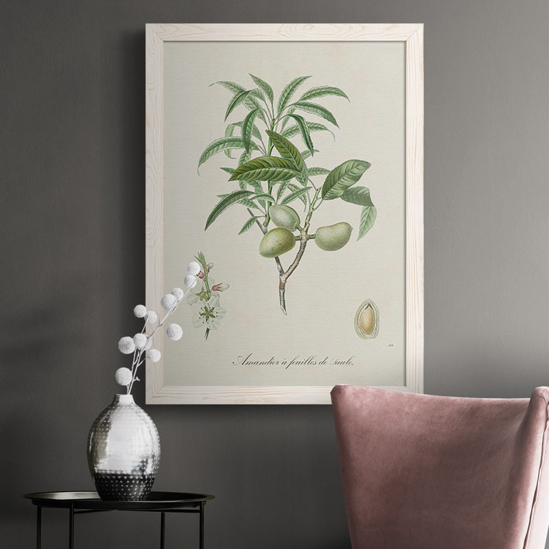 «Antique Almond Botanical II», reproduction d'un seul cadre photo sur toile, Blanc, H 37,5 po x l 27,5 po x P 1 po