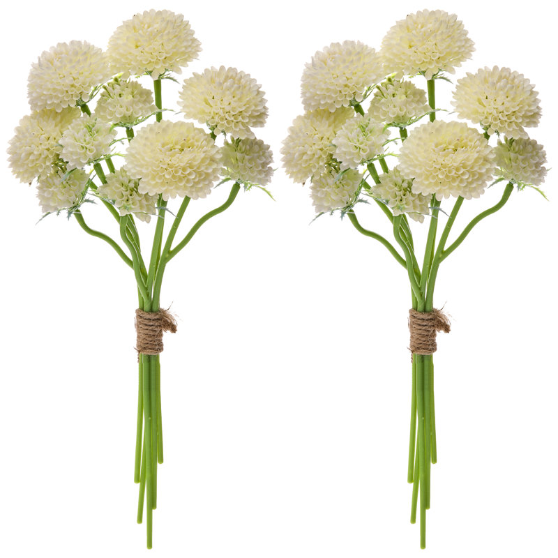 Ensemble de 14 po Scabiosa, Crème