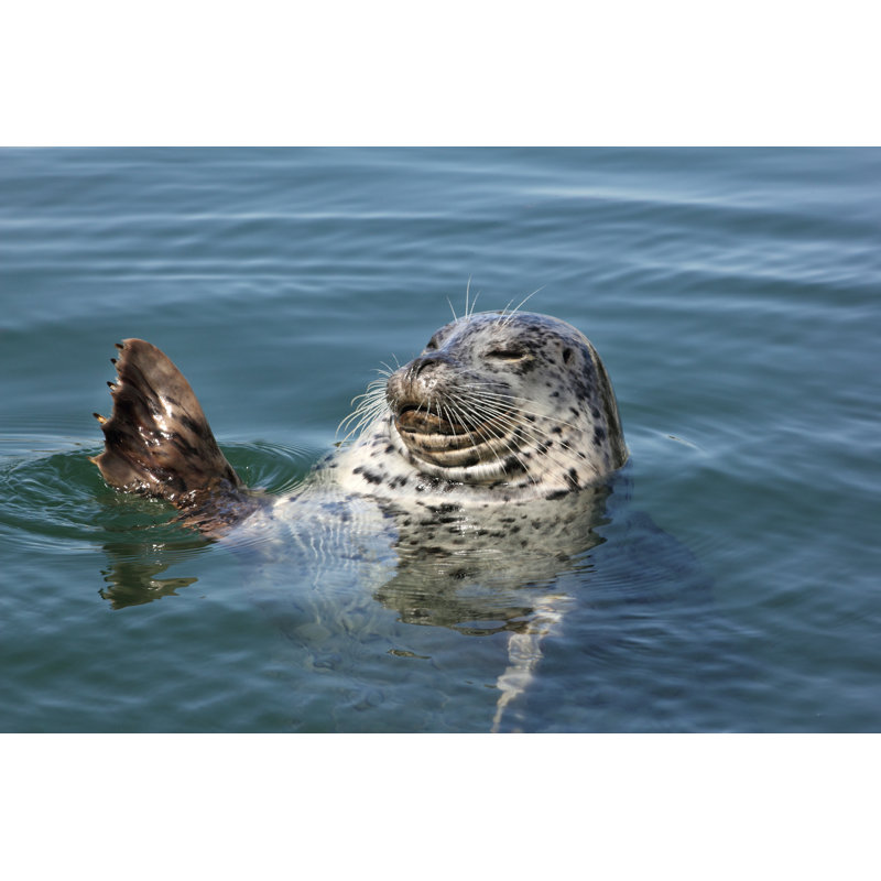 Harbor seal, 61cm H x 91cm W
