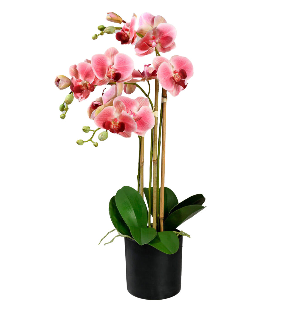Orchid Arrangement in Pot Primrue