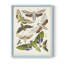 Antique Moths II, reproduction encadrée - bois massif-1344083653-1344083640