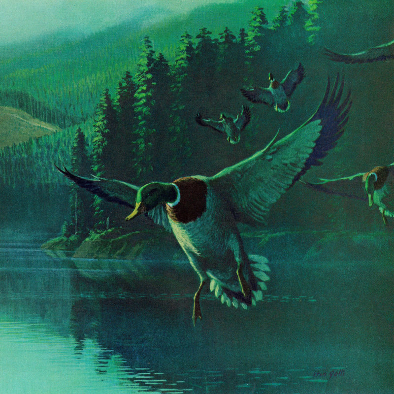 Vintage Square Wood-Framed Mallard Duck Landscape Canvas Print