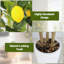 121.9cm Faux Lemon Plant-199865458