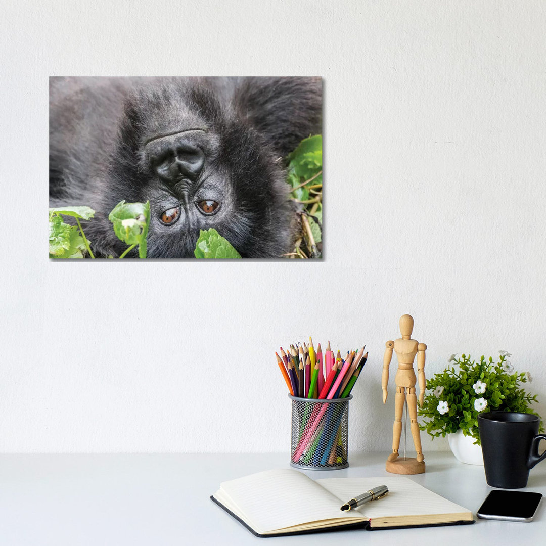 Rwanda, Volcanoes National Park, Ruhengeri, Kinigi. Mountain Gorilla I by Emily Wilson - Gallery-Wrapped Canvas Giclée on Canvas