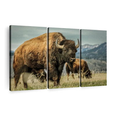 " Wyoming Bison " 3 - Pieces