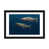 Black Framed Fine Art Paper is unavailable