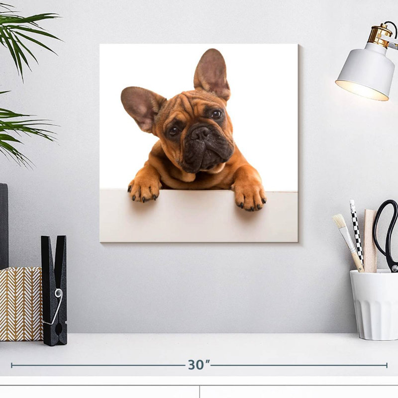 Bouledogue français Crowle Curious, H 16 po x l 16 po