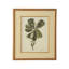 Catesby Bird And Botanical III Print