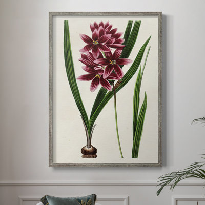 AntiqueFloralFolioV Framed Print - Solid Wood