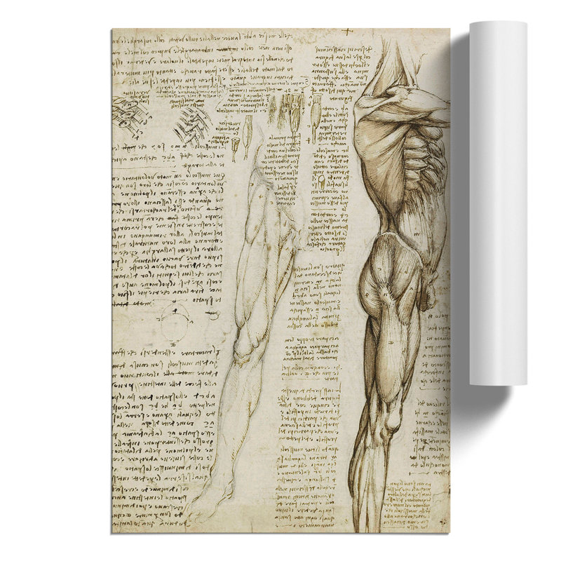 Human Anatomy Vol.6 by Leonardo Da Vinci - No Frame Print, 30cm H x 21cm W x 0.1cm D